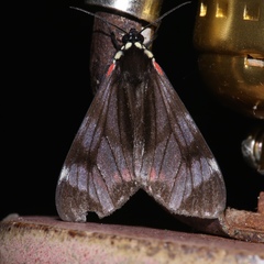 Dysschema leucophaea