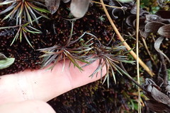 Celmisia laricifolia