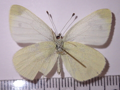 Pieris ergane