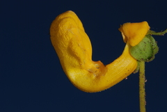 Calceolaria polyrhiza