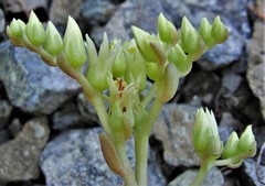Sedum patens