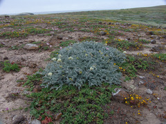 Astragalus miguelensis