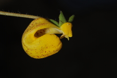 Calceolaria polyrhiza
