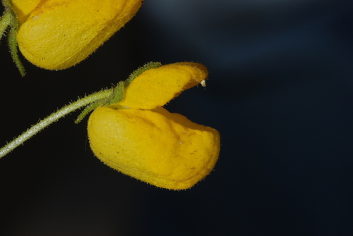 Calceolaria cavanillesii