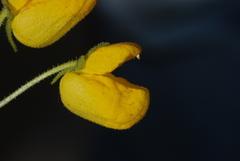 Calceolaria cavanillesii