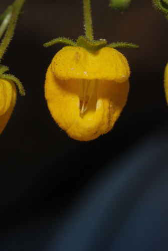 Calceolaria cavanillesii, photograph 1