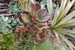 Gentianella impressinervia