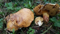 Suillus ponderosus