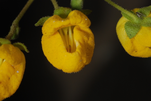 Calceolaria cavanillesii, photograph 2