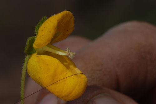 Calceolaria cavanillesii, photograph 3