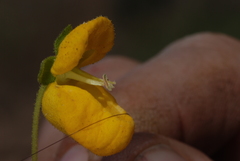 Calceolaria cavanillesii