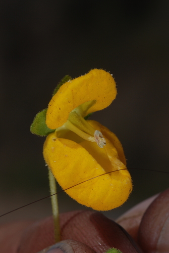 Calceolaria cavanillesii, photograph 4