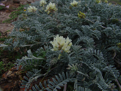 Astragalus miguelensis