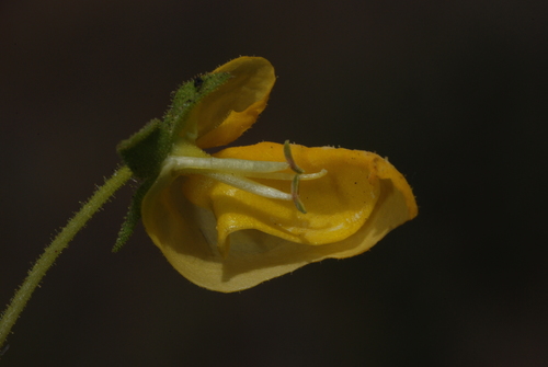 Calceolaria cavanillesii, photograph 5