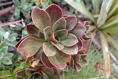 Gentianella impressinervia