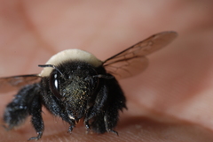 Centris cineraria
