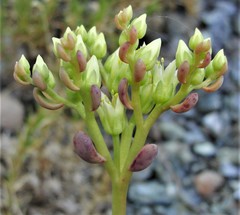 Sedum patens