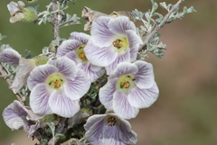 Corynabutilon bicolor