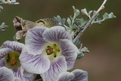 Corynabutilon bicolor