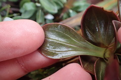 Gentianella impressinervia