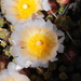 Maihuenia patagonica - Photo (c) aacocucci,  זכויות יוצרים חלקיות (CC BY-NC), הועלה על ידי aacocucci
