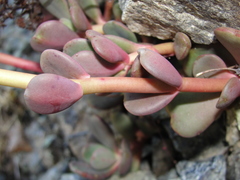 Sedum patens