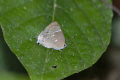 Tmolus mutina
