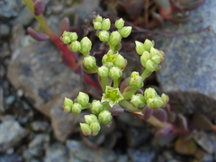 Sedum patens