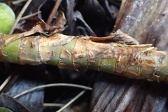 Gentianella impressinervia