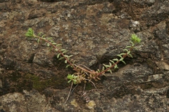 Sedum cockerellii