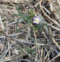 Ipomoea costellata