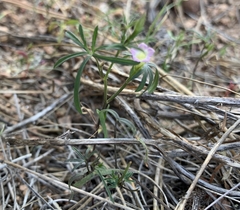 Ipomoea costellata