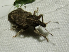 Listroderes difficilis