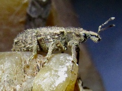 Listroderes difficilis