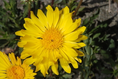 Grindelia chiloensis