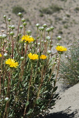 Grindelia chiloensis