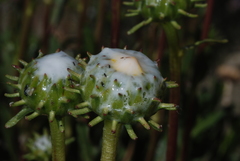 Grindelia chiloensis