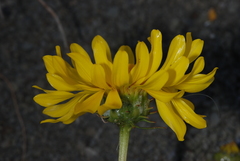 Grindelia chiloensis