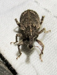 Listroderes difficilis