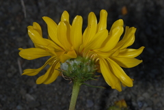 Grindelia chiloensis