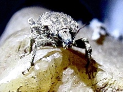 Listroderes difficilis