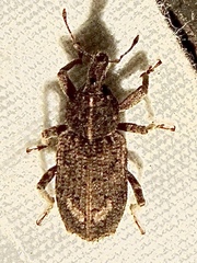 Listroderes difficilis