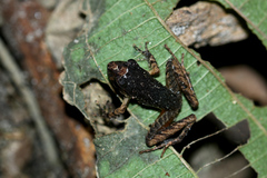 Craugastor crassidigitus