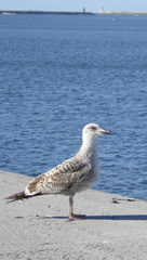 Larus michahellis michahellis