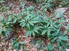 Helleborus cyclophyllus