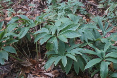 Helleborus cyclophyllus