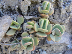 Sedum patens