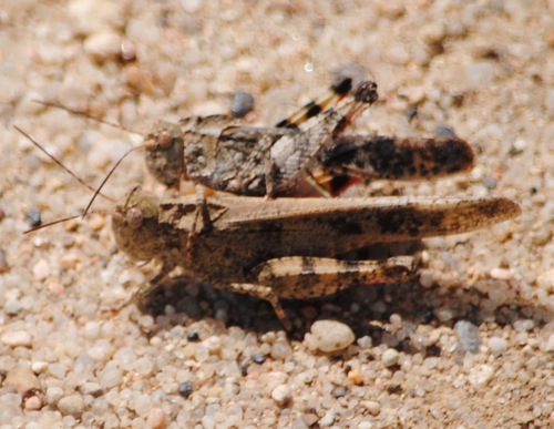 Mottled Sand Grasshopper photo 5