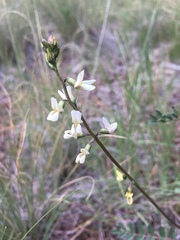 Astragalus rusbyi
