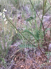 Astragalus rusbyi